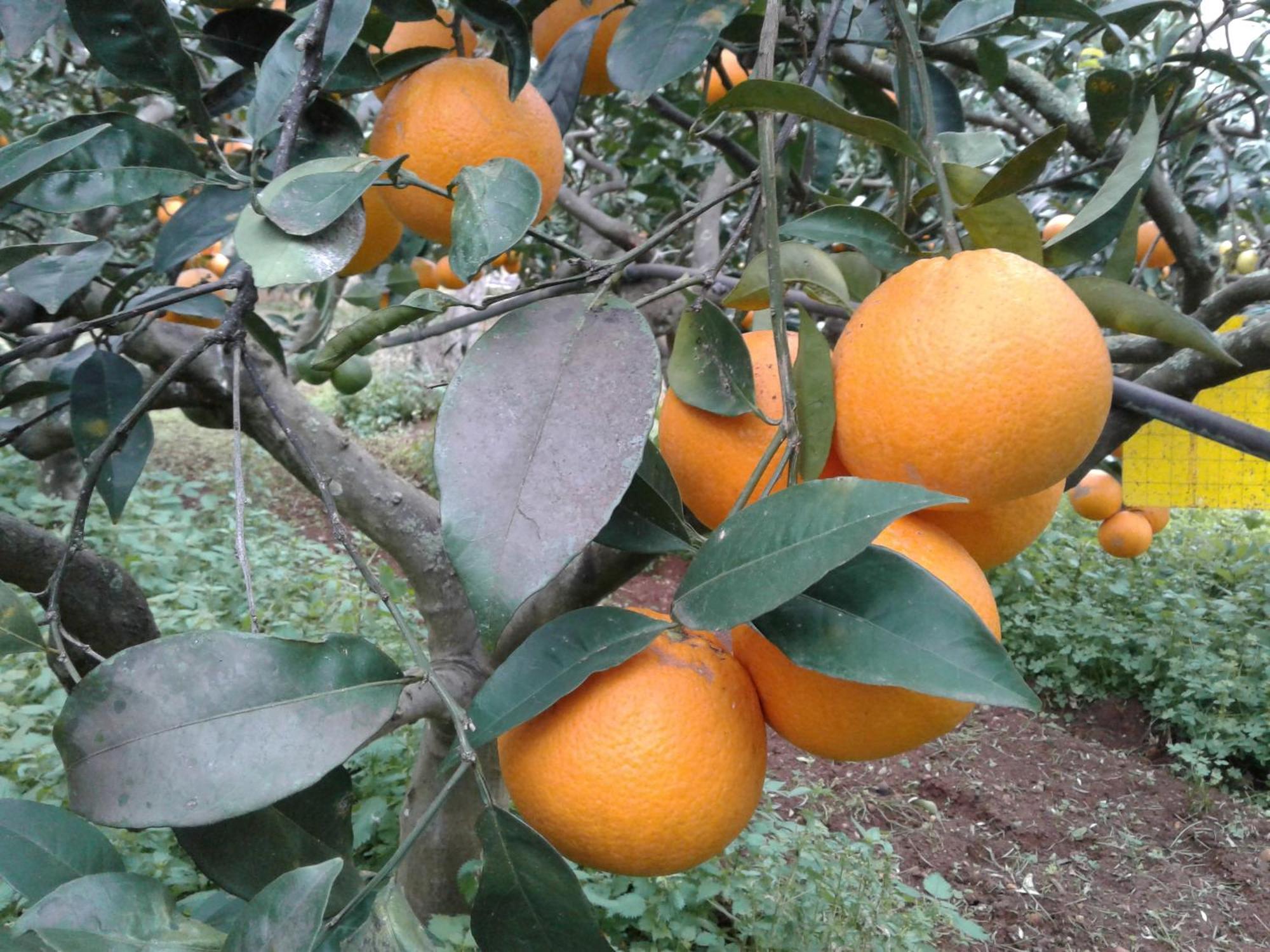La Mimosa Case Vacanze Marsala Luaran gambar
