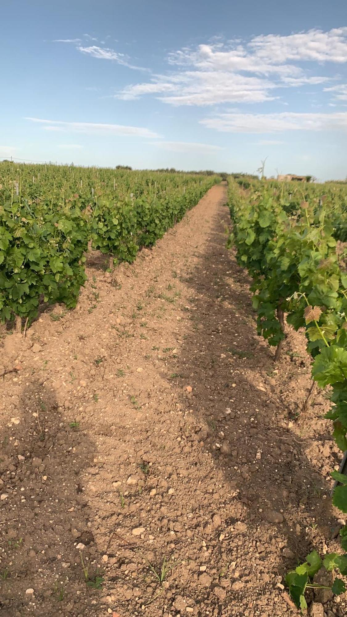 La Mimosa Case Vacanze Marsala Luaran gambar