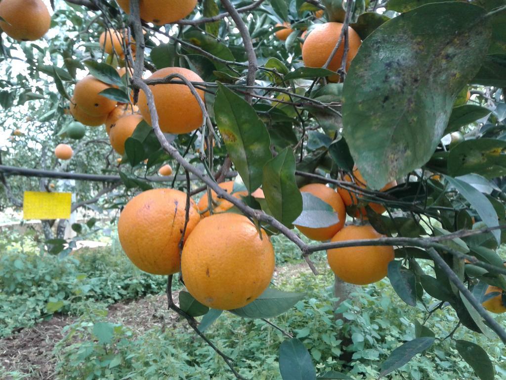 La Mimosa Case Vacanze Marsala Luaran gambar